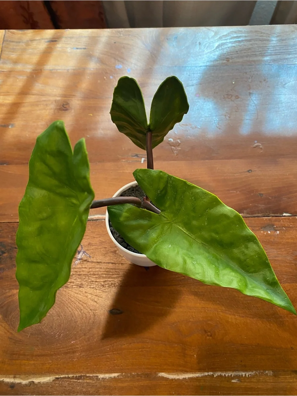 No Label elegant green